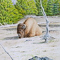 A Buffalo Sits in Yellowstone
