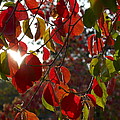 Autumn Dogwood in Evening Light