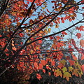 Maple Evening Illuminations