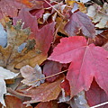 Under the Maple